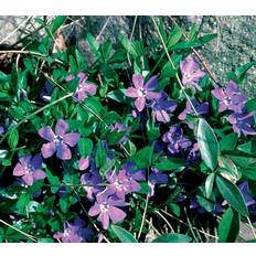 Sommerblomster Vinca minor