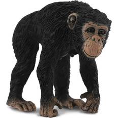 Vilda Djur Afrika Schimpans 88493