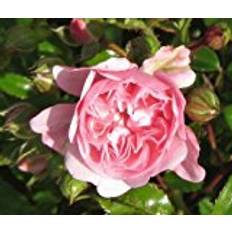Garden Expert The Fairy 1 pack Sommerblomst