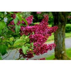 Juni Sommarblommor Syringa Vulgaris Charles Joly