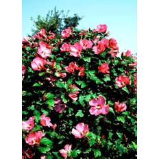 Syrisk Rose 'Woodbridge' Prydbusk
