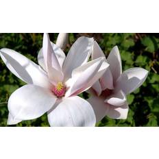 Maj Prydnadsbuskar Magnolia 'Heaven Scent'