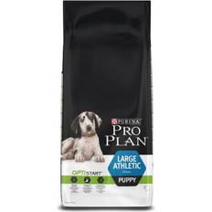 Large Puppy Athletic With Optistart