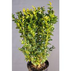 Boxwood Buxus Sempervirens