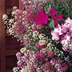 Alyssum Seeds - Wandering Star Mix 250 Seeds Pack