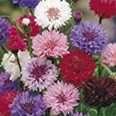 Flower Seeds Suttons Cornflower Seeds - Polka Dot Mix 350 Seeds Pack