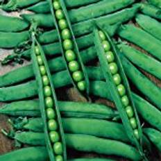 Suttons Pea Seeds - Hurst Greenshaft 330 Seeds Pack