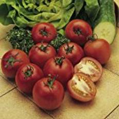 Suttons Tomato Seeds - Alicante 60 Seeds Pack