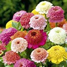 Flower Seeds Suttons Zinnia Seeds - Faberge Mix 90 Seeds Pack