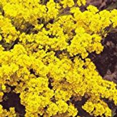 Suttons Alyssum saxatile Seeds - Golden Queen 350 Seeds Pack