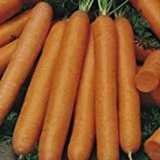 Carrots Vegetable Seeds Suttons Carrot Seeds - F1 Maestro 600 Seeds Pack