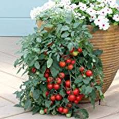 Tomatoes Vegetable Seeds Suttons Tomato Seeds - Tumbling Tom Red 22 Seeds Pack