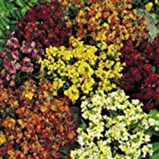 White Flower Seeds Suttons Wallflower Seeds - Persian Carpet Mix 400 Seeds Pack