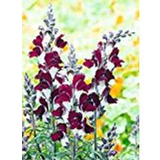 White Flower Seeds Suttons Antirrhinum Seeds - Day & Night 950 Seeds Pack