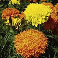 Suttons Marigold African Seeds - Fantastic Mix 100 Seeds Pack