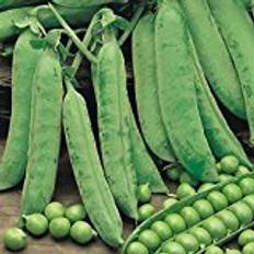 Pea Seeds - Douce Provence 270 Seeds Pack