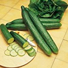 Cucumber Vegetable Seeds Suttons Cucumber Seeds - Telegraph Improved 8 Seeds Pack