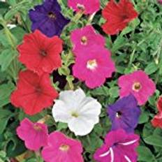 Suttons Petunia Seeds - F2 Cheerful Mix 850 Seeds Pack