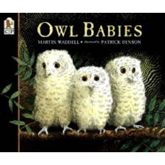 owl babies