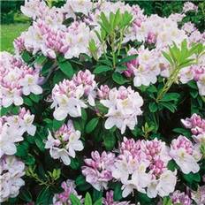 Rhododendron Gomer Waterer