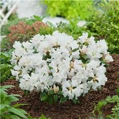 Halvskuggigt Rhododendron & Azalea Amerikansk Alpros Dora Amateis
