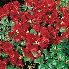 Maj Sommerblomster Rhododendron Scarlet Wonder