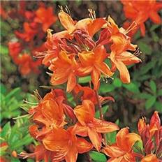 Halvskuggigt Rhododendron & Azalea Azalea Knaphill Golden Eagle