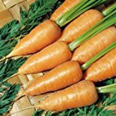 Carrots Vegetable Seeds Suttons Carrot Seeds - Chantenay Red Cored 2 1800 Seeds Pack