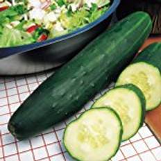 Cucumber Vegetable Seeds Suttons Cucumber Seeds - Marketmore 25 Seeds Pack