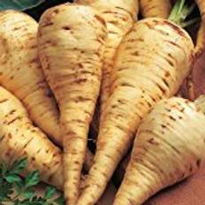 March Vegetable Seeds Suttons Parsnip Seeds - White Gem 600 Seeds Pack