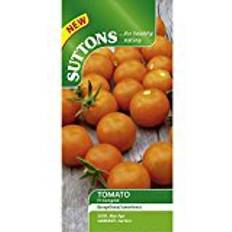 Suttons Tomato Seeds - F1 Sungold 10 Seeds Pack