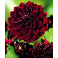 Dahlia frø Dahlia 'Arabian Night' - Knold Plante