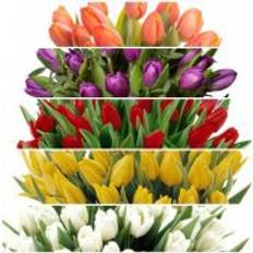 Flowerhouse.se Tulip Bouquet