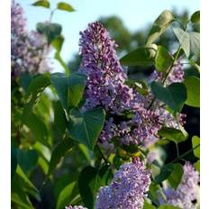 Wild Acid Syringa Vulgaris 10 pack