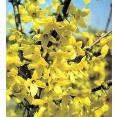 Maj Prydnadsbuskar Forsythia Intermedia Lynwood 3 pack