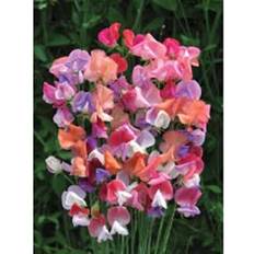 Seeds Johnson's Sweet Pea Beeline 25 pack