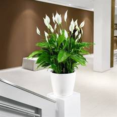 Krukker, Planter & Dyrkning Lechuza Classico Premium LS Krukke
