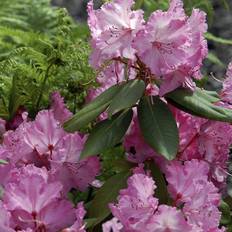 Juni Sommarblommor Rhododendron 'Anastasia'