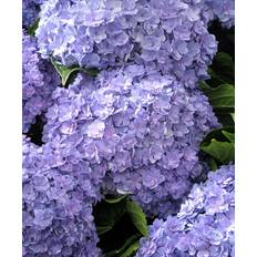 Junio Flores de verano Planta Artificial Hortensia Con Macetero 60 cm Blanca