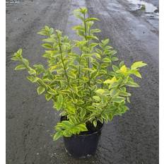 Ligustrum Ovalifolium Hækplante