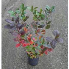 Aronia Melanocarpa Aron Prydbusk