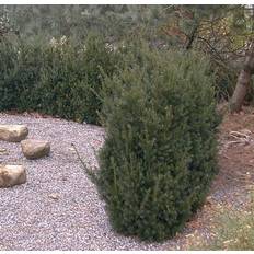 Halvskuggigt Häckplantor Taxus Media 'Hillii'