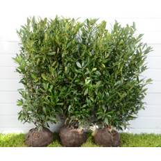 Kirsebærlaurbær Kirsebærlaurbær Novita - Prunus l. Novita Hækplante