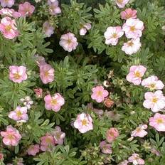 Juni Sommarblommor Potentilla Fruticosa 'Lovely Pink'