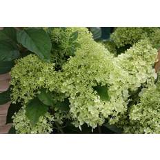 Summer Flowers Hydrangea Paniculata 'Limelight'