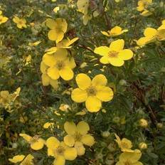 Potentilla Fruticosa 'Goldfinger' Sommerblomst