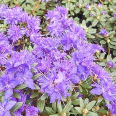 Sommarblommor Rhododendron 'Purple Gem'