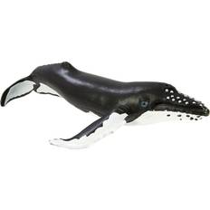 Safari Humpback Whale 202029