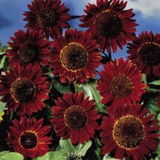 Sunflower Seeds - Ruby Sunset 20 Seeds Pack
