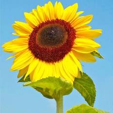 Sunflower Seeds - Titan 20 Seeds Pack